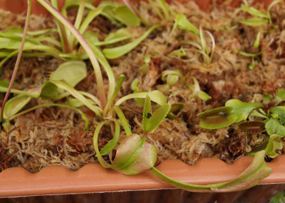 「食虫植物（ハエトリソウ）」テキトー栽培記