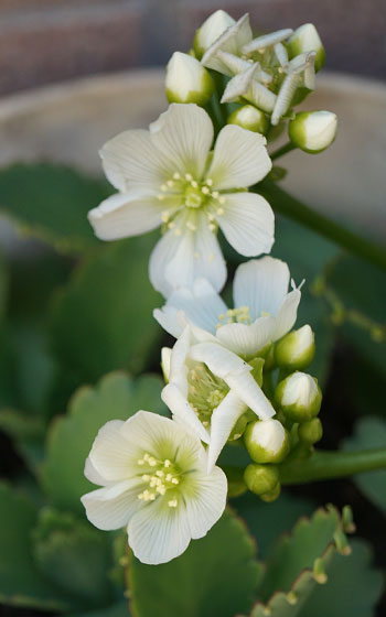 「食虫植物（ハエトリソウ）」テキトー栽培記