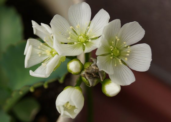 「食虫植物（ハエトリソウ）」テキトー栽培記