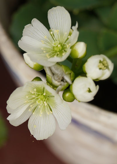 「食虫植物（ハエトリソウ）」テキトー栽培記