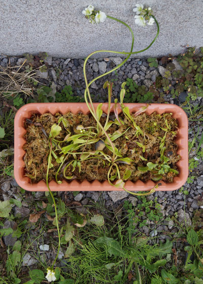 「食虫植物（ハエトリソウ）」テキトー栽培記