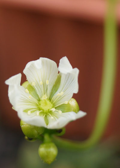 「食虫植物（ハエトリソウ）」テキトー栽培記