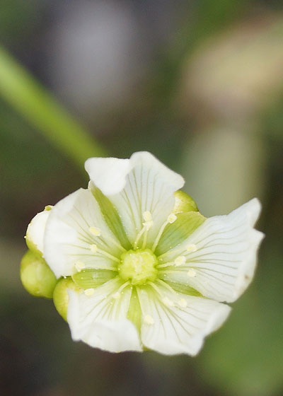 「食虫植物（ハエトリソウ）」テキトー栽培記