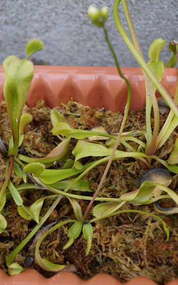 「食虫植物（ハエトリソウ）」テキトー栽培記