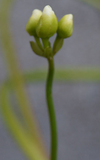 「食虫植物（ハエトリソウ）」テキトー栽培記