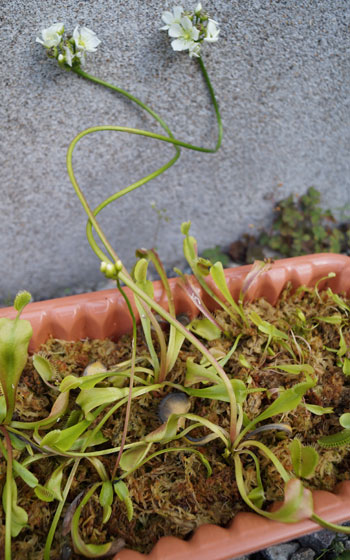 「食虫植物（ハエトリソウ）」テキトー栽培記