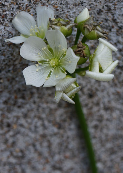 「食虫植物（ハエトリソウ）」テキトー栽培記