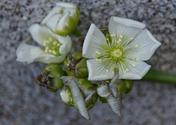 「食虫植物（ハエトリソウ）」テキトー栽培記