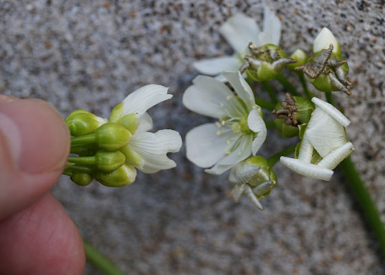 「食虫植物（ハエトリソウ）」テキトー栽培記