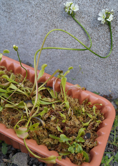 「食虫植物（ハエトリソウ）」テキトー栽培記