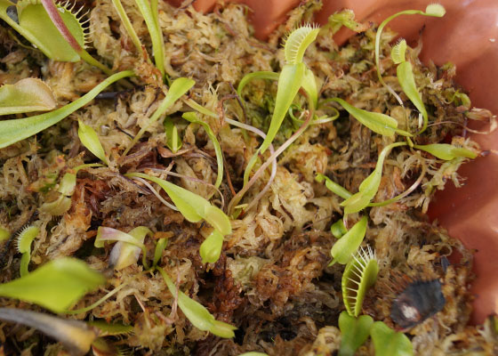 「食虫植物（ハエトリソウ・モウセンゴケ・ウツボカズラ・サラセニア・ムシトリスミレ・ミミカキグサ）」テキトー栽培記