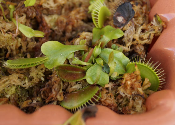 「食虫植物（ハエトリソウ）」テキトー栽培記