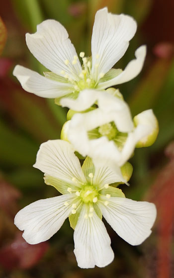 「食虫植物（ハエトリソウ）」テキトー栽培記