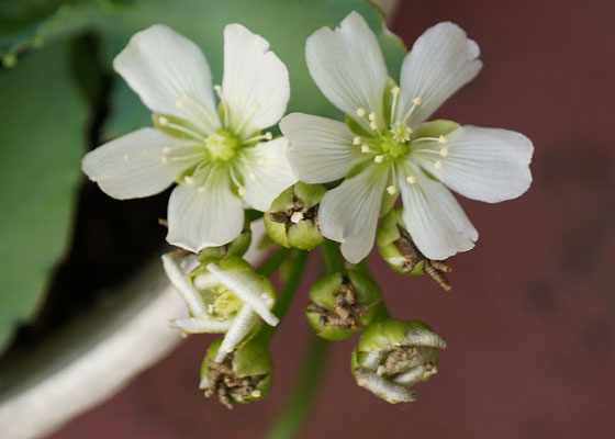 「食虫植物（ハエトリソウ）」テキトー栽培記