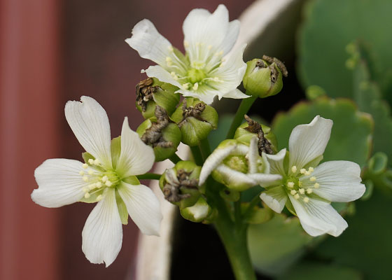 「食虫植物（ハエトリソウ）」テキトー栽培記