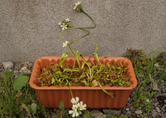 「食虫植物（ハエトリソウ・モウセンゴケ・ウツボカズラ・サラセニア・ムシトリスミレ・ミミカキグサ）」テキトー栽培記