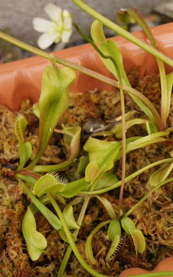 「食虫植物（ハエトリソウ）」テキトー栽培記