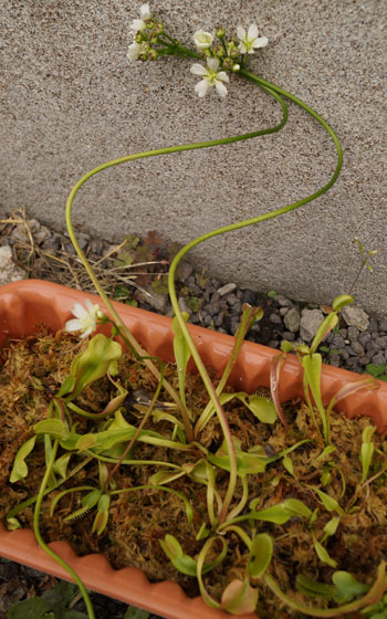 「食虫植物（ハエトリソウ）」テキトー栽培記