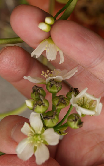 「食虫植物（ハエトリソウ）」テキトー栽培記