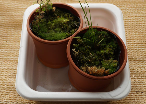 「食虫植物（ハエトリソウ）」テキトー栽培記