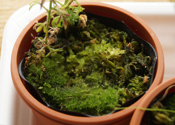 「食虫植物（ハエトリソウ）」テキトー栽培記