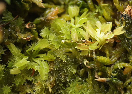 「食虫植物（ハエトリソウ・モウセンゴケ・ウツボカズラ・サラセニア・ムシトリスミレ・ミミカキグサ）」テキトー栽培記