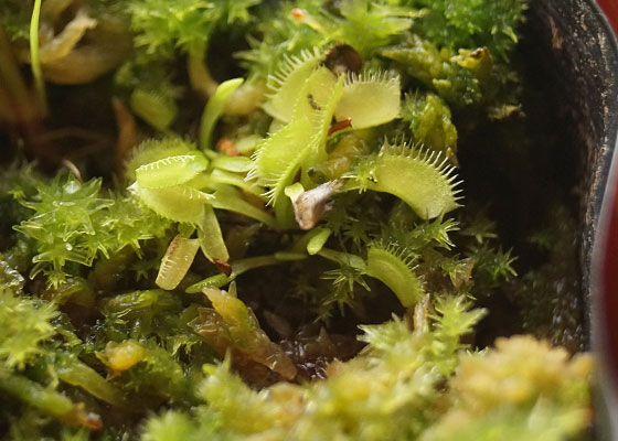 「食虫植物（ハエトリソウ）」テキトー栽培記