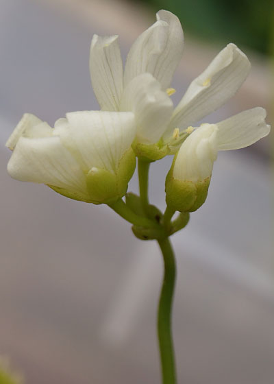 「食虫植物（ハエトリソウ）」テキトー栽培記