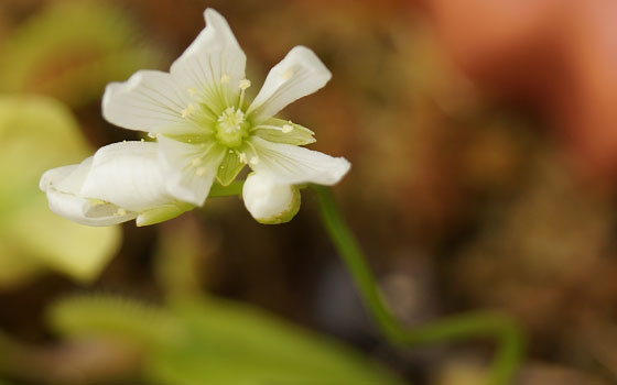 「食虫植物（ハエトリソウ）」テキトー栽培記