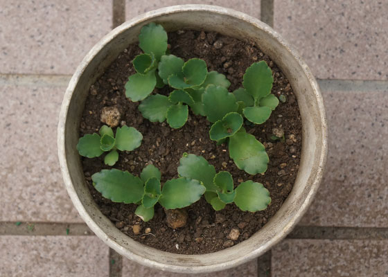 「多肉植物（火祭り・舞乙女・十字星・子宝草・その他）」テキトー栽培記