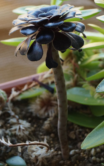 「多肉植物（黒法師・カシミアバイオレット・愛染錦）」テキトー栽培記