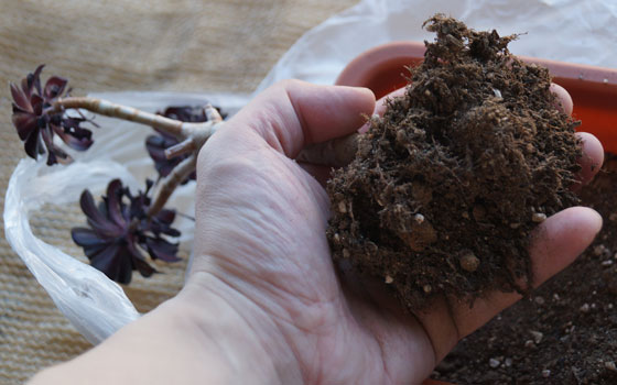 「多肉植物（黒法師・カシミアバイオレット・愛染錦）」テキトー栽培記