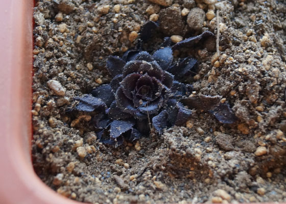 「多肉植物（黒法師・カシミアバイオレット・愛染錦）」テキトー栽培記