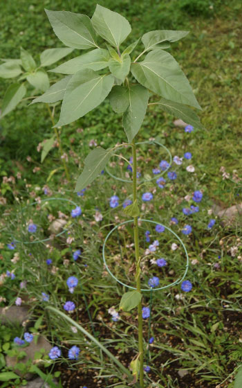 「ヒマワリ（向日葵）」テキトー栽培記