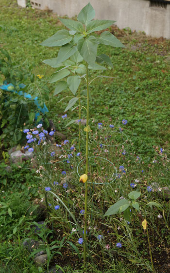 「ヒマワリ（向日葵）」テキトー栽培記