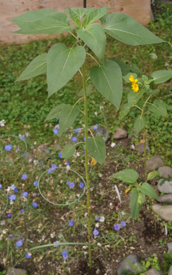 「ヒマワリ（向日葵）」テキトー栽培記