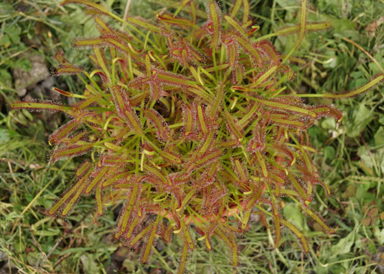 「食虫植物（モウセンゴケ・サラセニア・ムシトリスミレ・ミミカキグサ）」テキトー栽培記