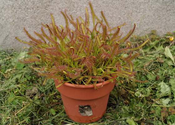 「食虫植物（ハエトリソウ・モウセンゴケ・ウツボカズラ・サラセニア・ムシトリスミレ・ミミカキグサ）」テキトー栽培記