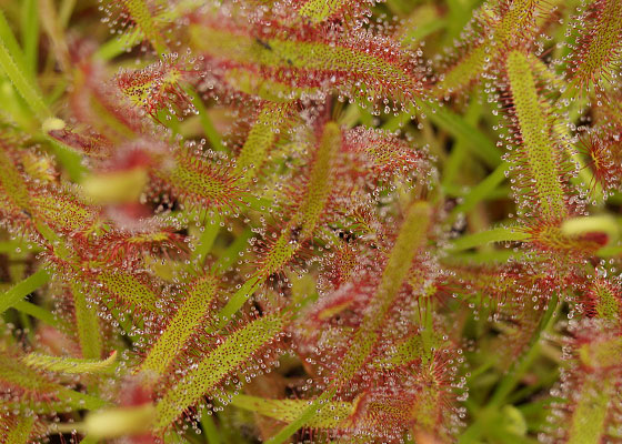 「食虫植物（モウセンゴケ・サラセニア・ムシトリスミレ・ミミカキグサ）」テキトー栽培記