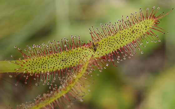 「食虫植物（モウセンゴケ・サラセニア・ムシトリスミレ・ミミカキグサ）」テキトー栽培記