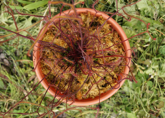 「食虫植物（モウセンゴケ・サラセニア・ムシトリスミレ・ミミカキグサ）」テキトー栽培記