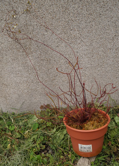 「食虫植物（モウセンゴケ・サラセニア・ムシトリスミレ・ミミカキグサ）」テキトー栽培記