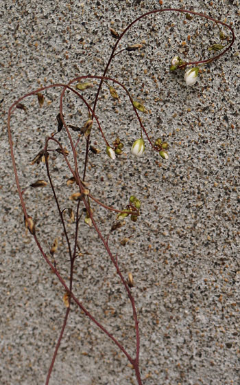 「食虫植物（モウセンゴケ・サラセニア・ムシトリスミレ・ミミカキグサ）」テキトー栽培記