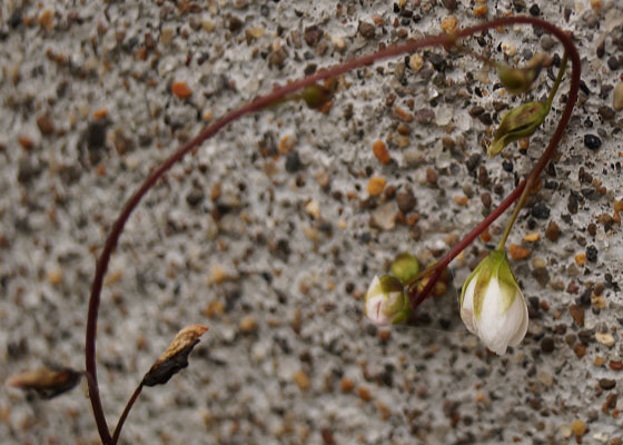 「食虫植物（モウセンゴケ・サラセニア・ムシトリスミレ・ミミカキグサ）」テキトー栽培記