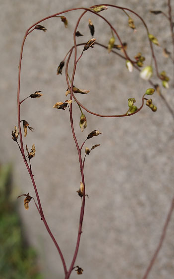 「食虫植物（モウセンゴケ・サラセニア・ムシトリスミレ・ミミカキグサ）」テキトー栽培記