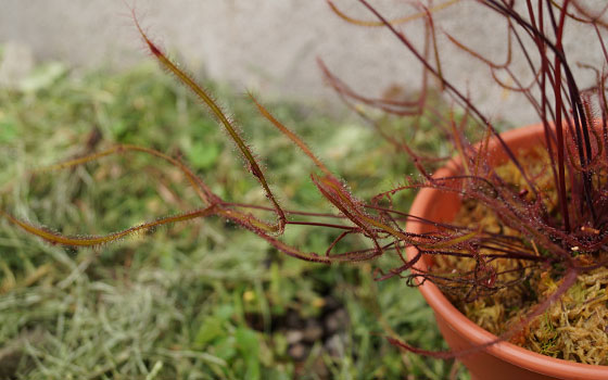 「食虫植物（モウセンゴケ・サラセニア・ムシトリスミレ・ミミカキグサ）」テキトー栽培記