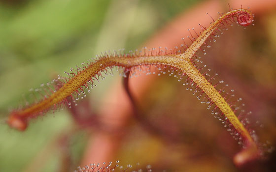 「食虫植物（モウセンゴケ・サラセニア・ムシトリスミレ・ミミカキグサ）」テキトー栽培記