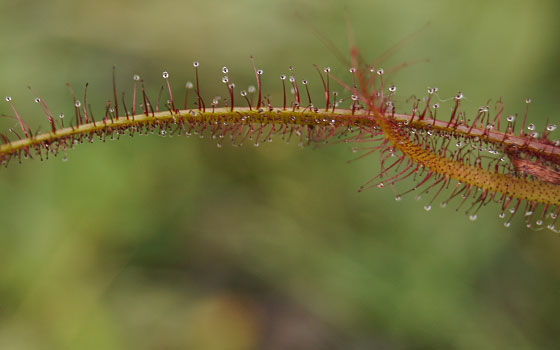 「食虫植物（モウセンゴケ・サラセニア・ムシトリスミレ・ミミカキグサ）」テキトー栽培記