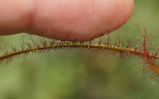 「食虫植物（モウセンゴケ・サラセニア・ムシトリスミレ・ミミカキグサ）」テキトー栽培記