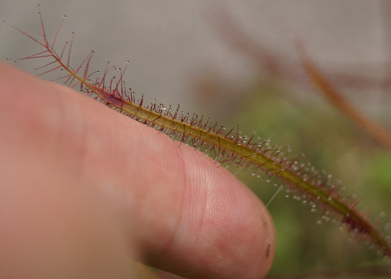 「食虫植物（モウセンゴケ・サラセニア・ムシトリスミレ・ミミカキグサ）」テキトー栽培記